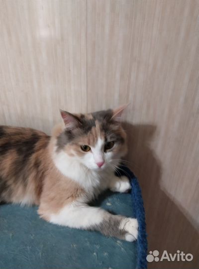 Кошка в добрые руки
