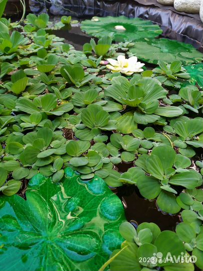 Пистия и Эйхорния (водяной салат и гиацинт)