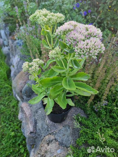 Гвоздика, седум (очиток), овсяница цены в описании