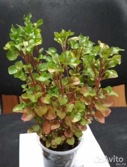 Альтернатера