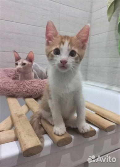 Милейший кото-ребёнок Руди