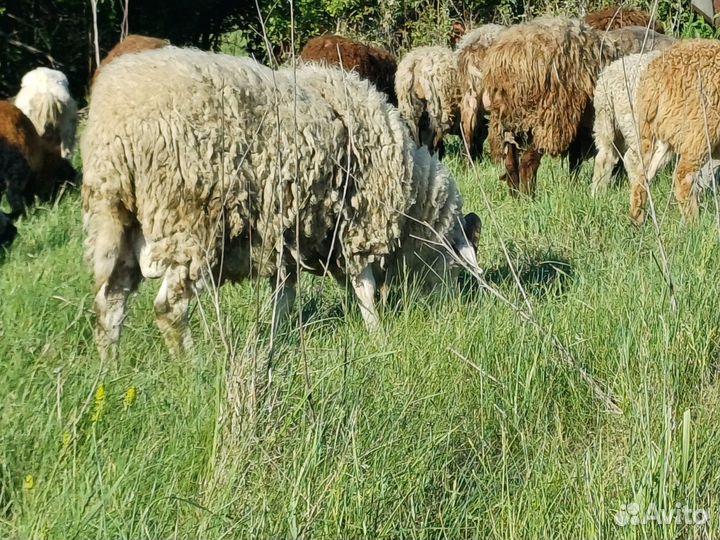 Бараны дорпер