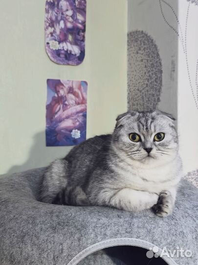 Серебристая шиншилла девочка