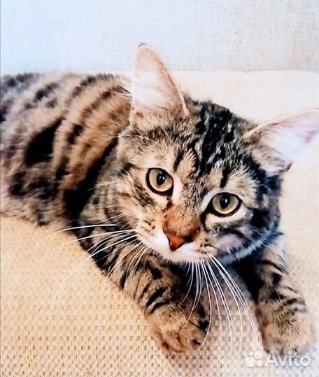 Красавец пушистик Каспер