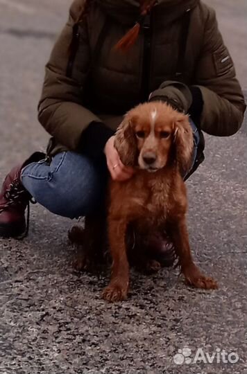 Щенки Спаниеля