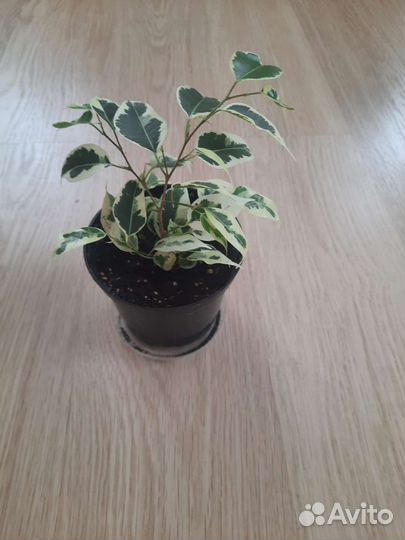 Фикус бенджамина