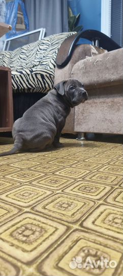 Американский булли классик