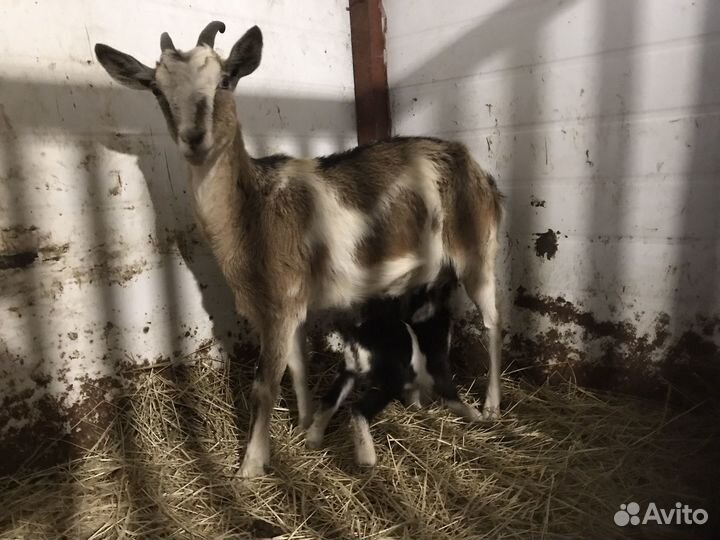 Козы дойные