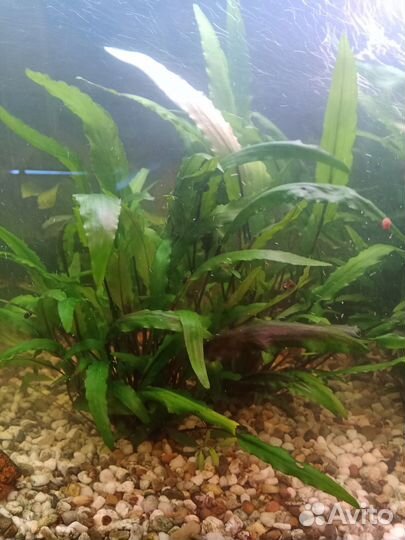Аквариумное растение