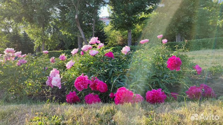 Садовые цветы