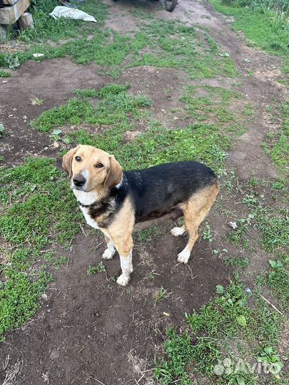 Щенки русской гончей