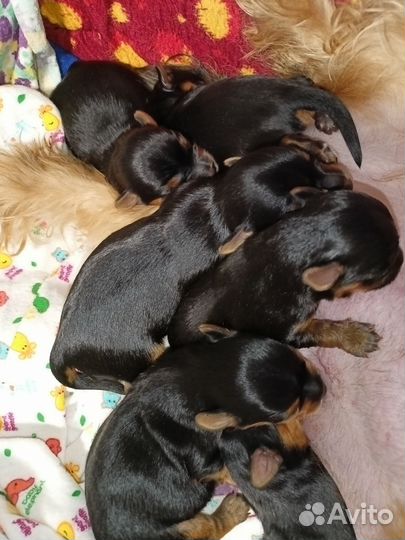 Йоркширский терьер щенки