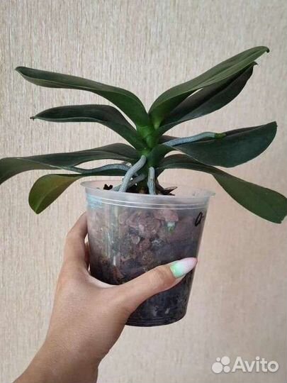 Орхидея а-ля Клубничный пирог