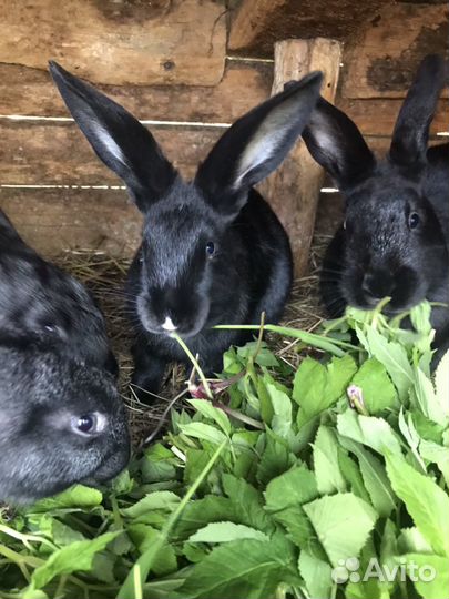 Кролики