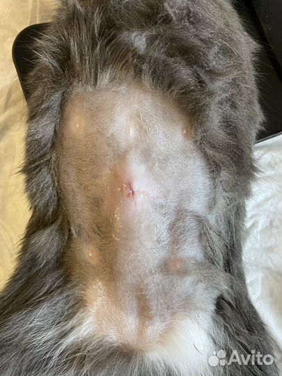 Стерилизация / кастрация