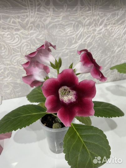 Глоксиния цветущая