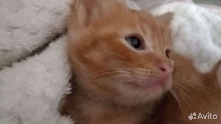 Котенок в дар бесплатно