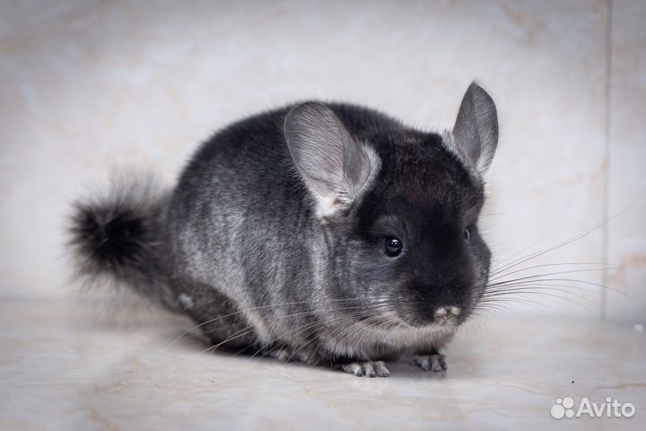 Шиншиллы из домашнего питомника