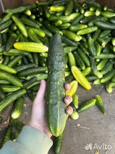 Огурцы свежие