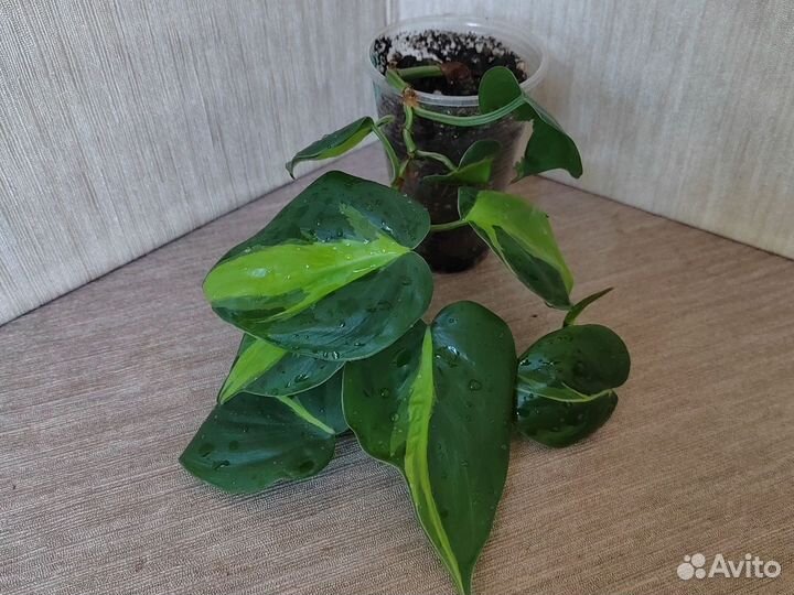 Комнатные цветы