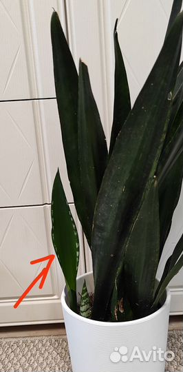 Сансевиерии Часть 3