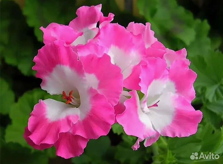 Пеларгонии сортовые