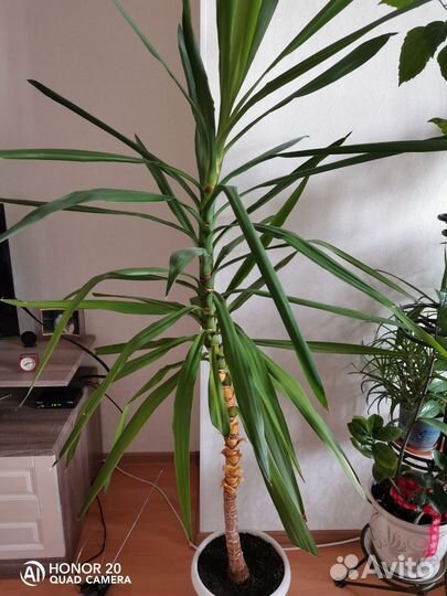 Комнатные цветы юкка