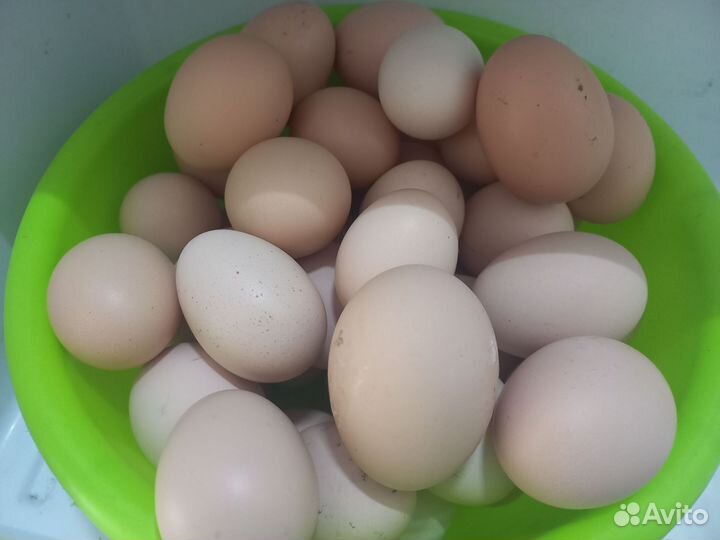 Домашние куриные яйца