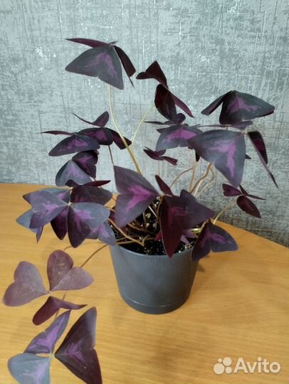 Оксалис (кислица)