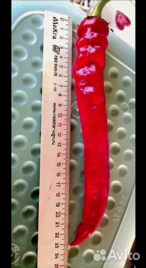 Рассада острого перца