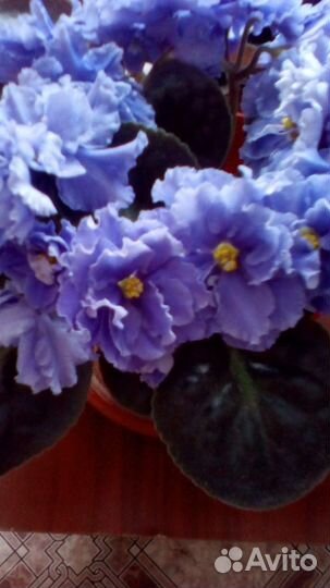 Фиалки: Морской волк, Шансон, Букет невесты