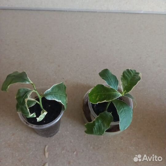 Олеандр. Лимон вариегатный