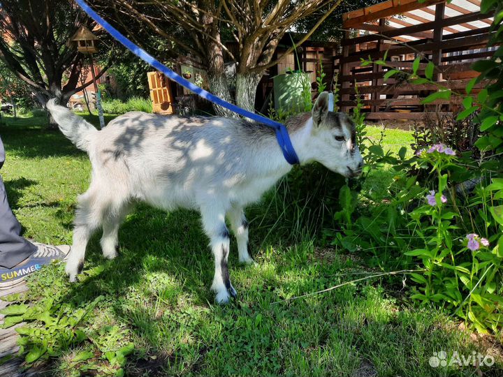 Козлята процентные