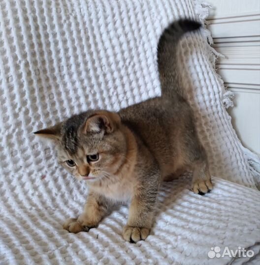 Котик золотая шиншилла