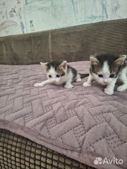 Кошка в дар бесплатно