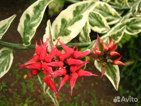 Педилантус