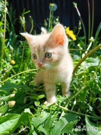 Котик в добрые руки