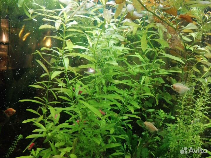 Аквариумные растения