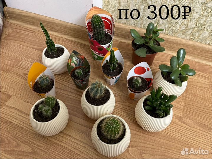 Комнатные растения