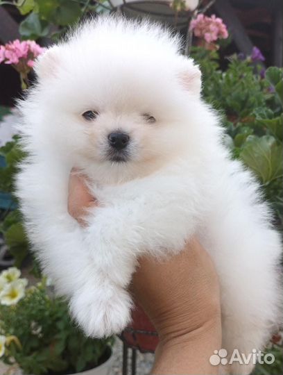 Щенки померанского шпица, куча маленьких щенков