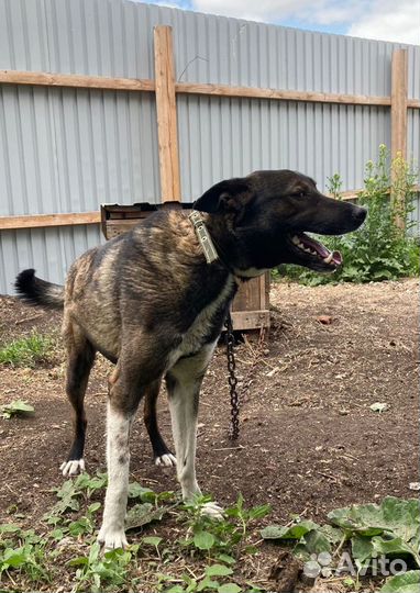 Отдам кобеля в добрые руки