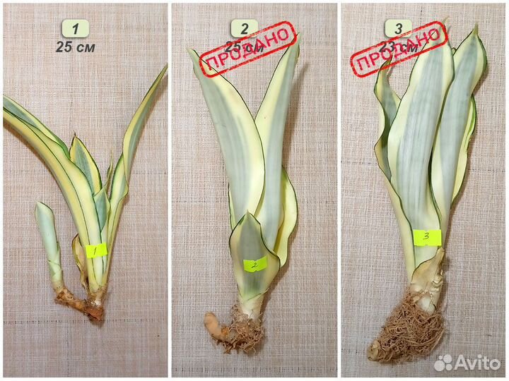 Сансевиерия Сплеш / Sansevieria Splash