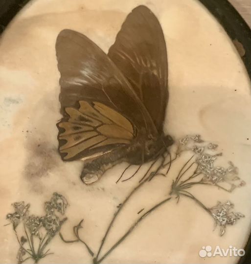 Панно картина раритет бабочка засушенная