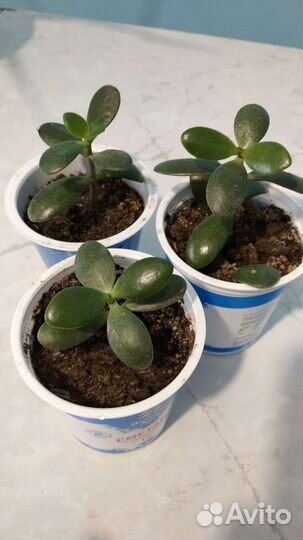 Алоэ, денежное дерево, фиалки, пеларгония