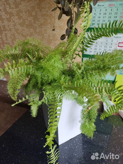 Папоротник комнатный