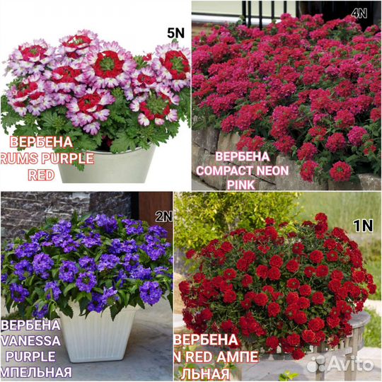 Рассада цветов, вегетативных часть 1