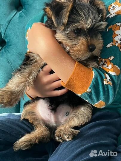 Йоркширский терьер