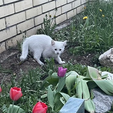 Хайландер котёнок