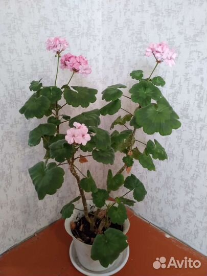 Герань пеларгония