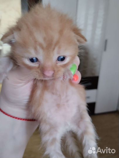 Отдам котят